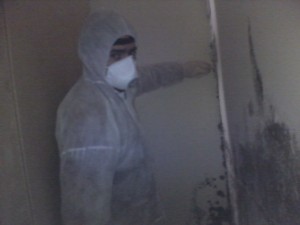 mould inspector
