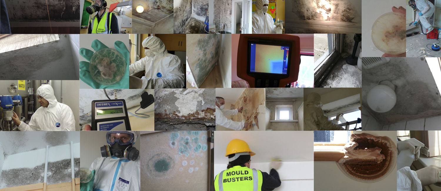 mould-busters-ireland-removal-testing-dublin
